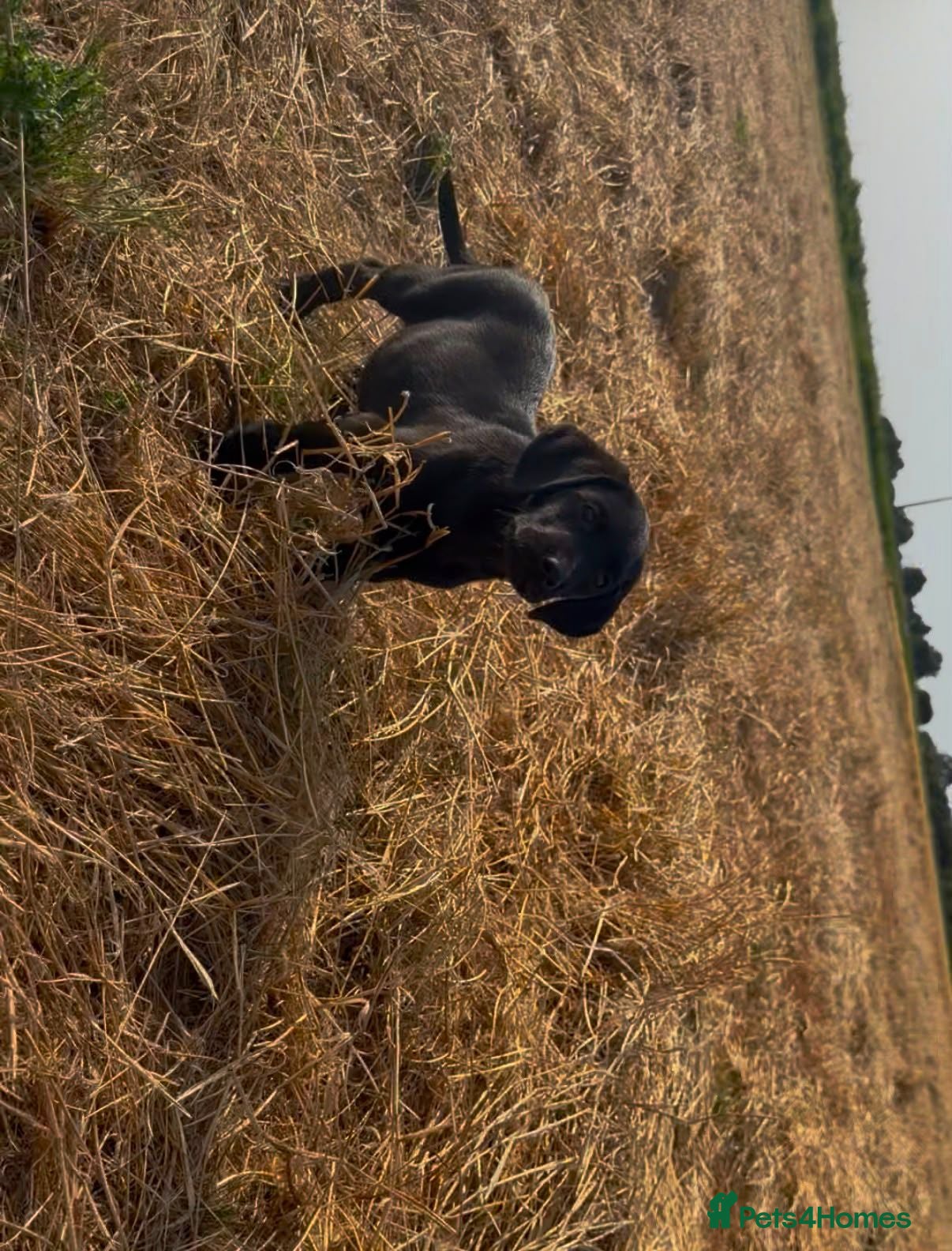 Labrador Retriever dogs FAMILY RAISED KC LABRADORS - Advert 2