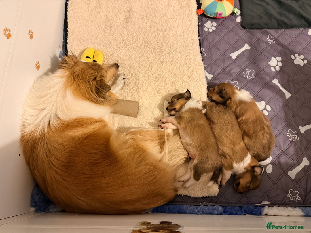 Shetland Sheepdog dogs for sale: Sable & white Male Shetland Sheepdog Puppy - Advert 10