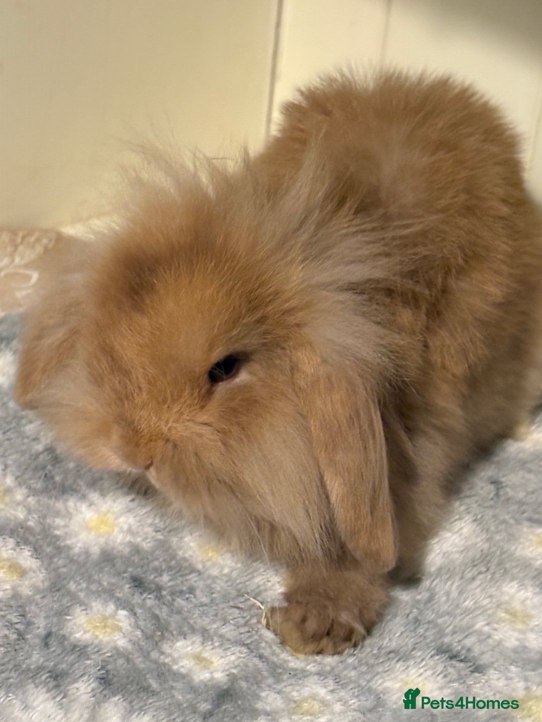 Mini Lop rabbits for sale: Vaccinated/raised indoors, mini lops and lion lop  - Advert 3