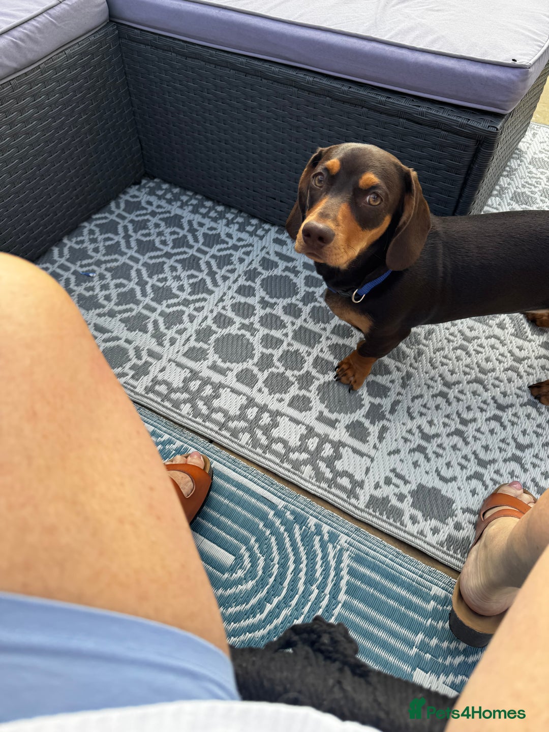 Mixed Breed dogs for sale: Miniature Dashund x  - Image 4