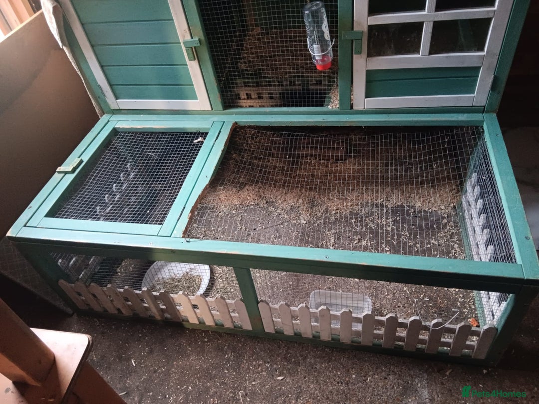 Netherland Dwarf rabbits for sale: Selling 1 nerherland dwarf girl bunny with cage  - Image 4
