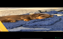 Dachshund dogs for stud: Stud  - Image 2