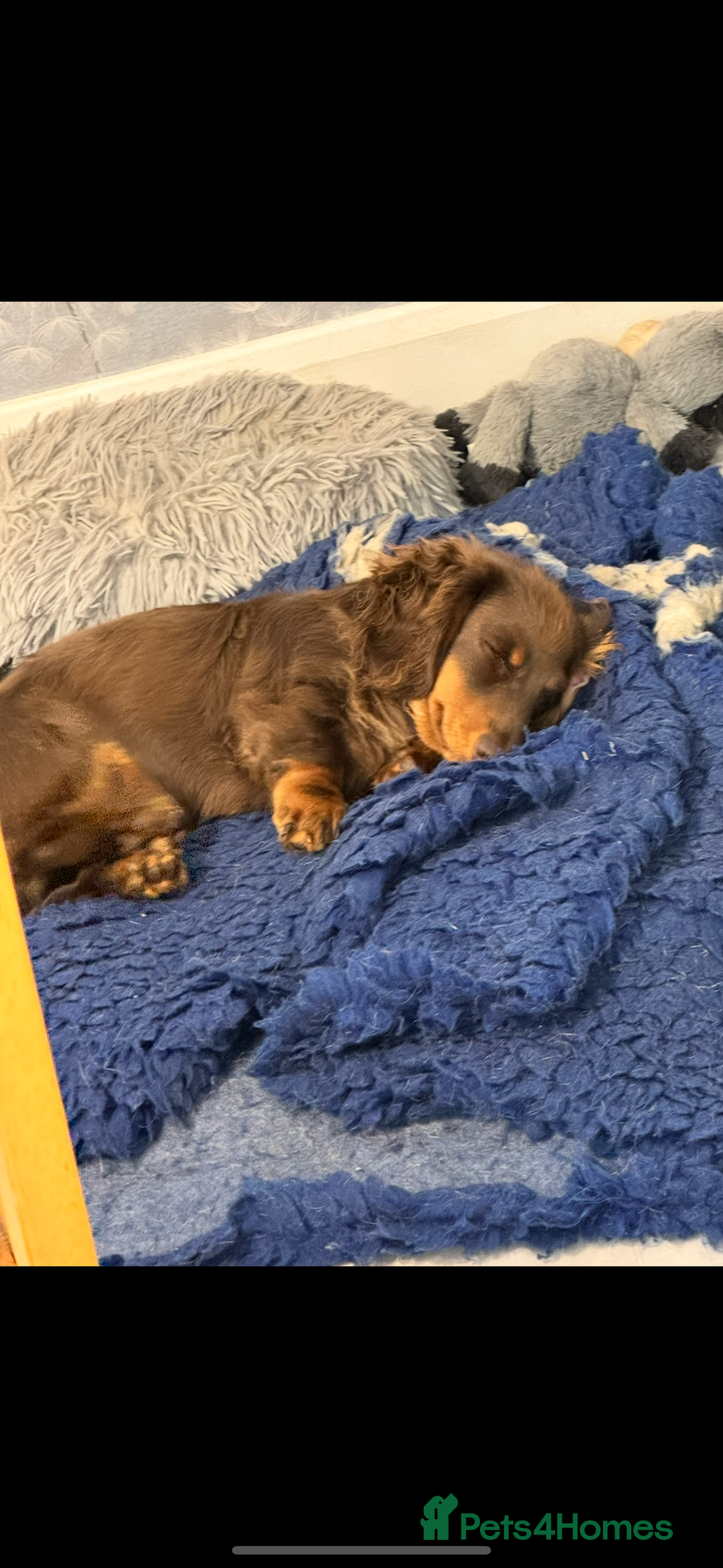 Dachshund dogs for stud: Stud  - Image 2