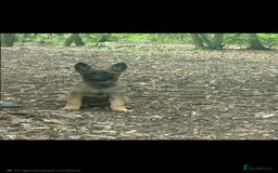 German Shepherd dogs for sale: GSD X MALI PUPS - Image 4