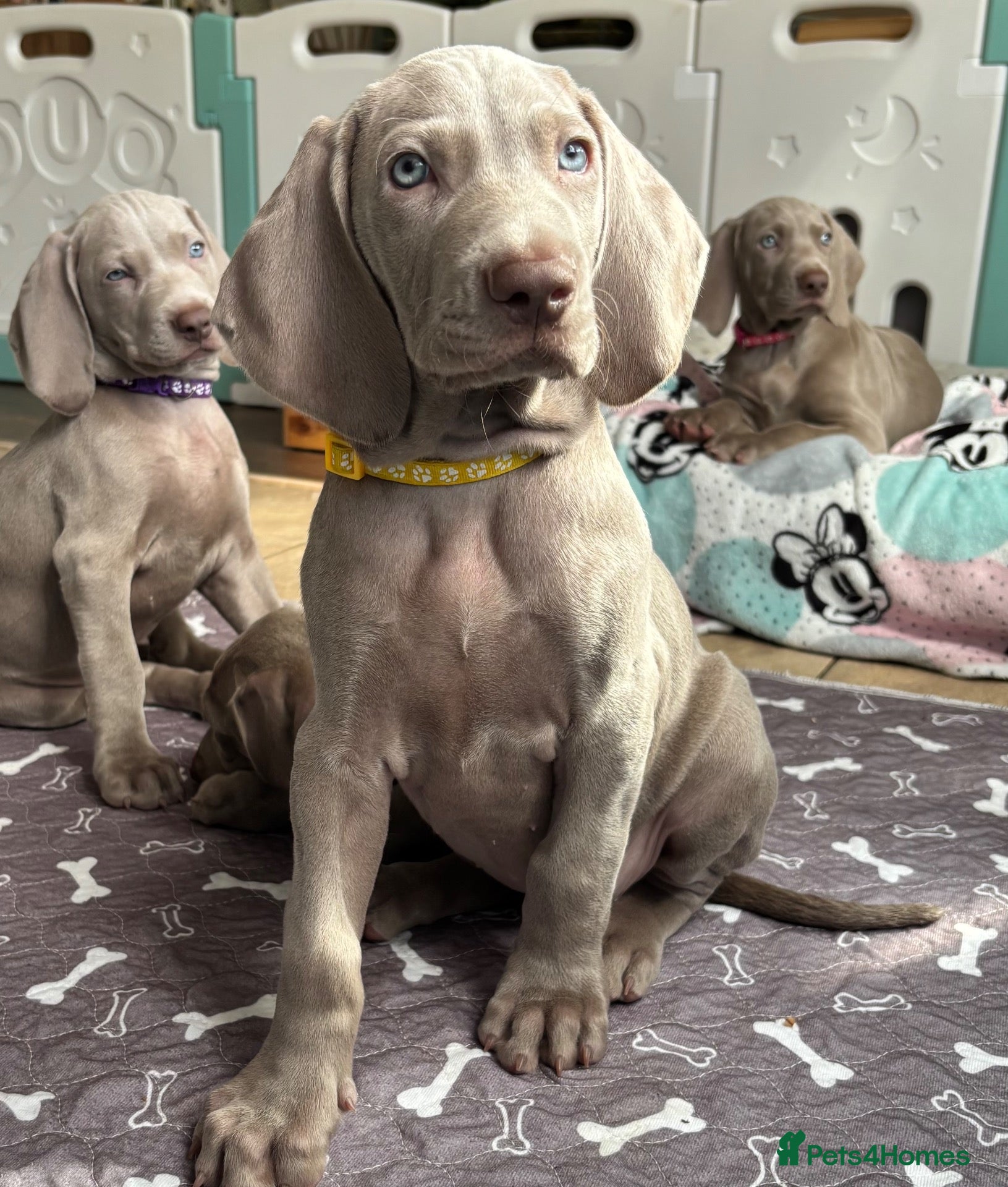 Weimaraner dogs 🥰🩷4 KC girls🩷 ready for their forever homes KC  - Advert 4