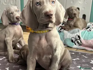 Weimaraner dogs 🥰🩷4 KC girls🩷 ready for their forever homes KC - Advert 4