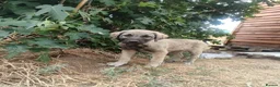 Mixed Breed dogs for adoption: Masiey 4,5 months Macedonian rescue pups - Advert 4