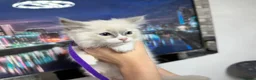 Ragdoll cats for sale: Gorgeous Ragdoll kittens - Advert 4