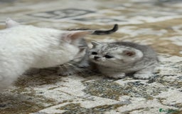 British Shorthair cats for sale: 2 TICA registered BSH kittens  - Image 1