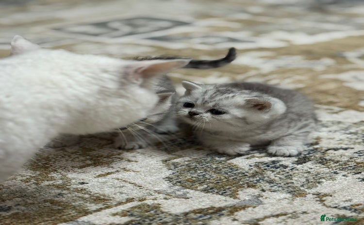British Shorthair cats - Advert 4