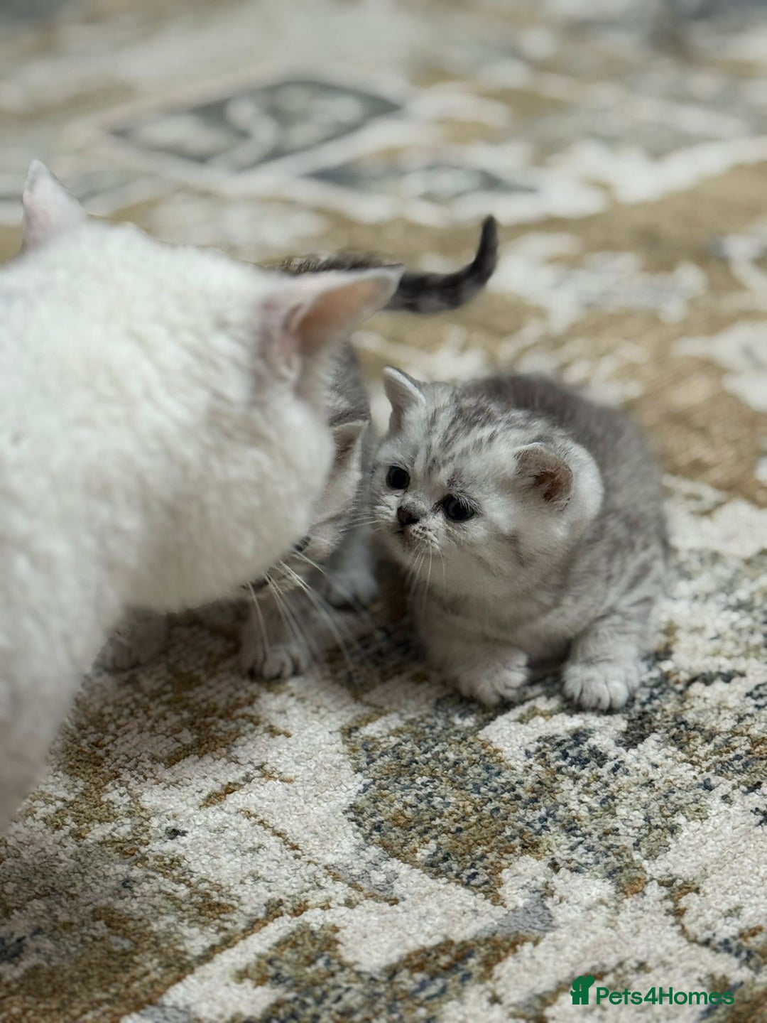 British Shorthair cats for sale: 2 TICA registered BSH kittens  - Image 1