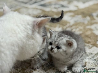 British Shorthair cats - Advert 2