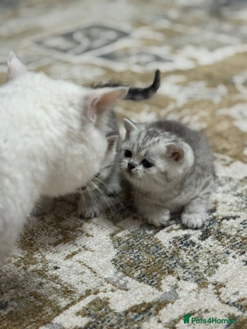 British Shorthair cats - Advert 2