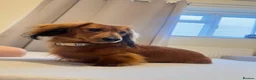 Miniature Dachshund dogs for sale: Miniature dachshund-Adult - Advert 9