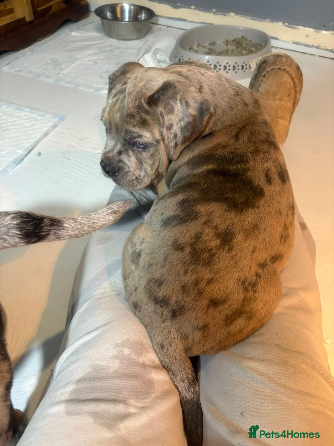 Olde English Bulldogge dogs for sale: Olde English bulldogges generational  - Advert 36