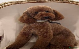 Mini Goldendoodle dogs for sale: Miniature Goldendoodle F1b Puppies - Image 5