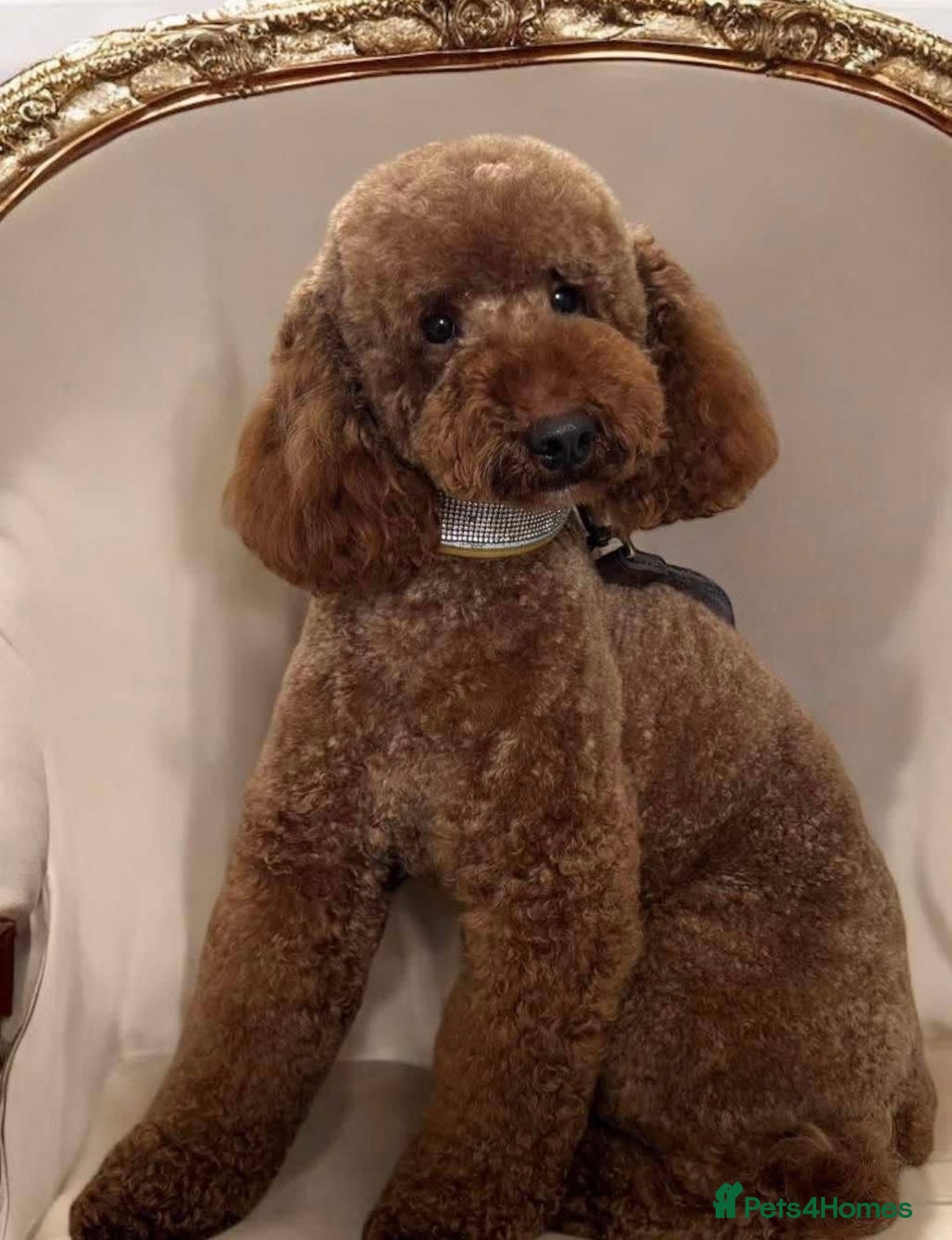 Mini Goldendoodle dogs for sale: Miniature Goldendoodle F1b Puppies - Image 5