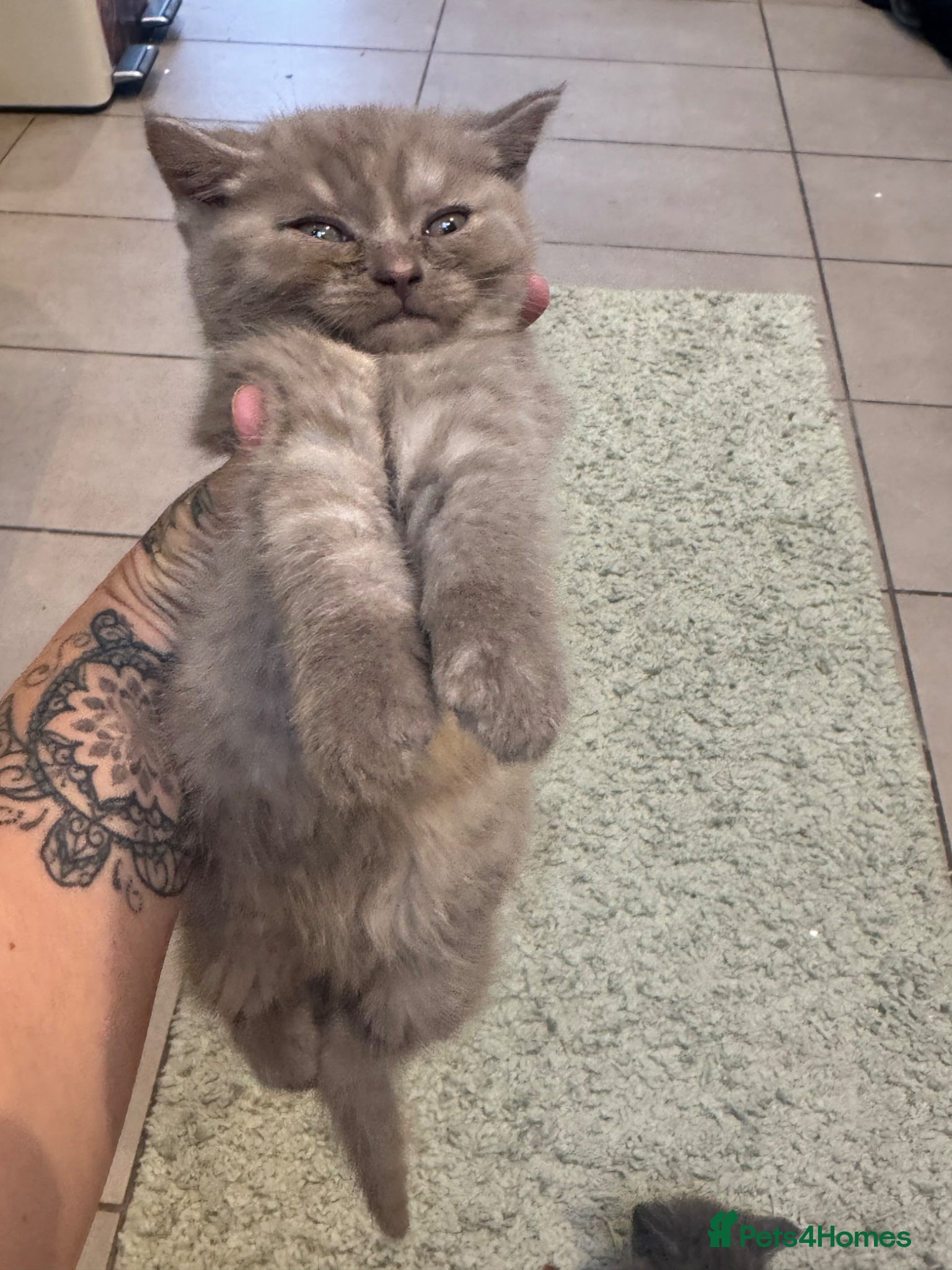 British Shorthair Kitten 2
