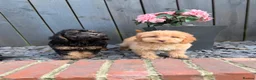Cockapoo dogs for sale: Stunning F1 Cockerpoos🧸 - Advert 11
