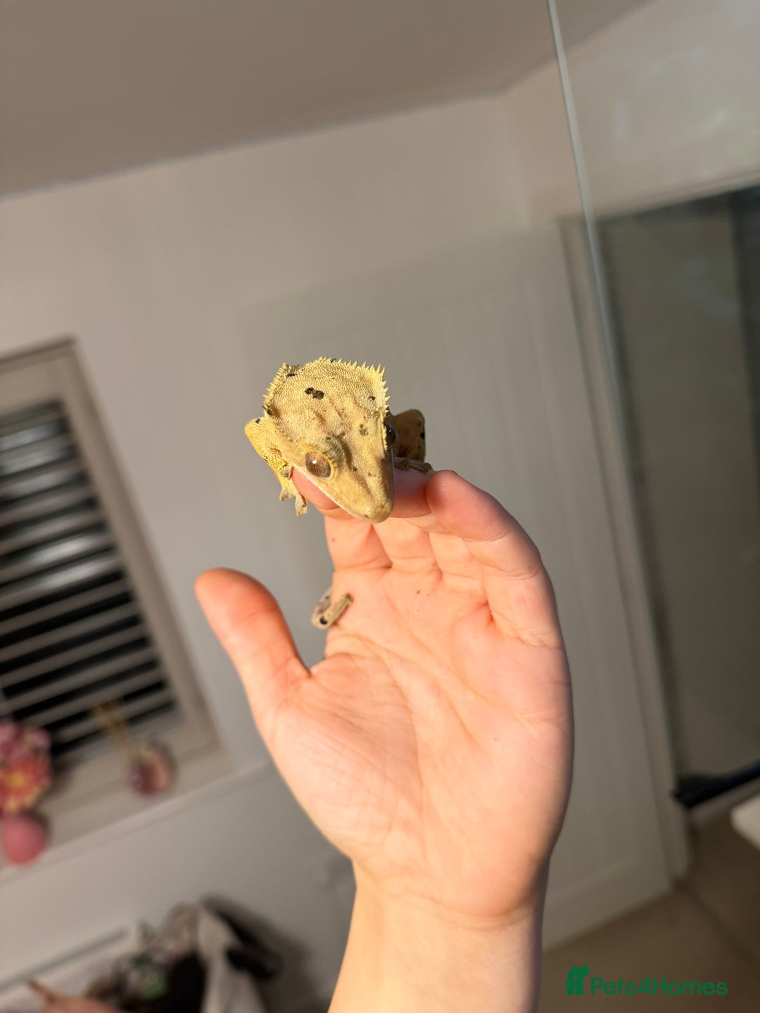 Gecko reptiles for sale: Beautiful Dalmatian Female Crested Gecko  - Advert 2