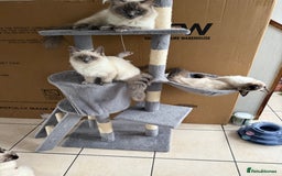 Ragdoll cats for sale: GCCF reg seal point girl - Image 4