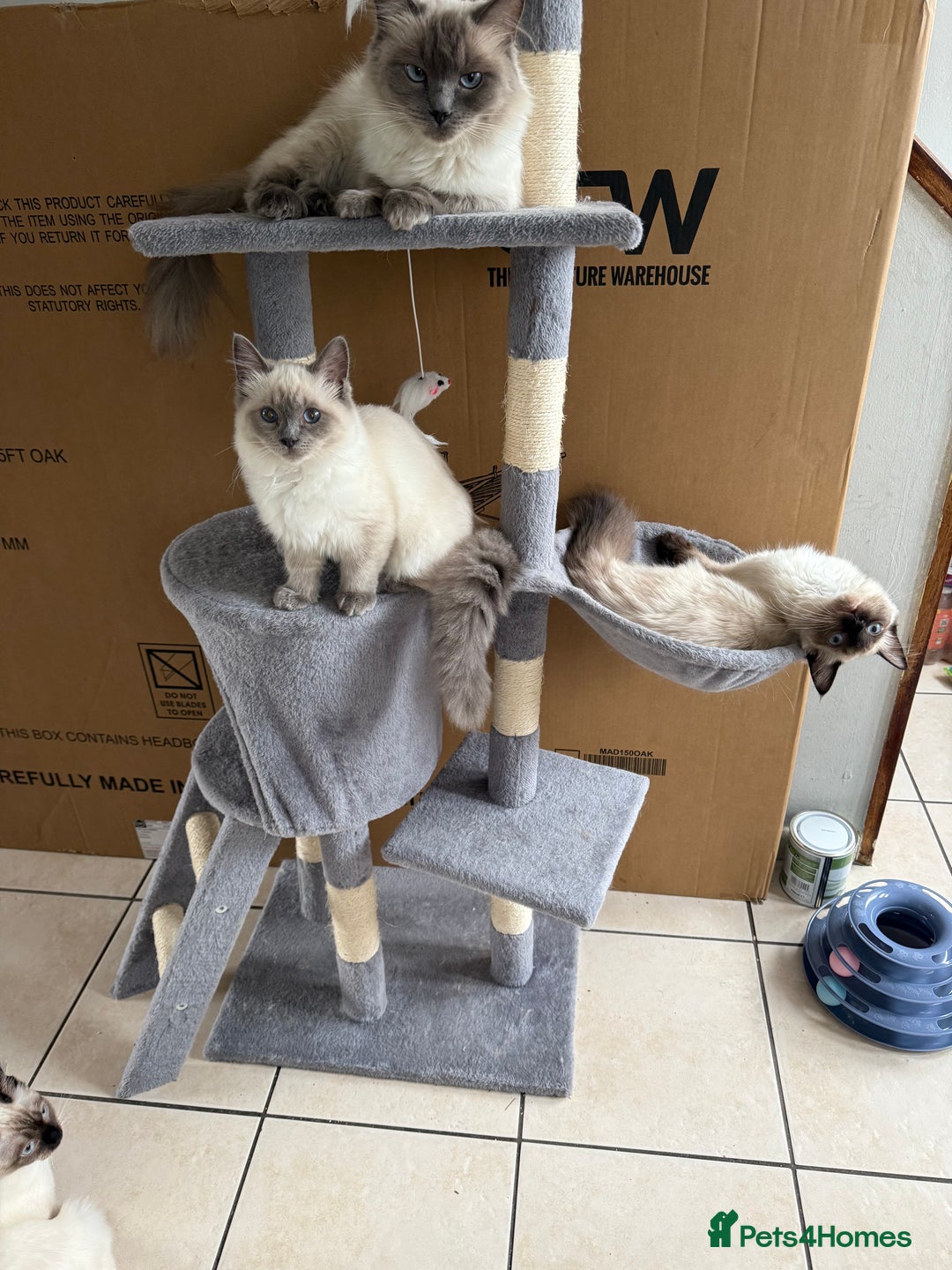 Ragdoll cats for sale: GCCF reg seal point girl - Image 4