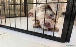 English Bulldog dogs for sale: One gorgeous female left 🐶  in Billericay - Image 9