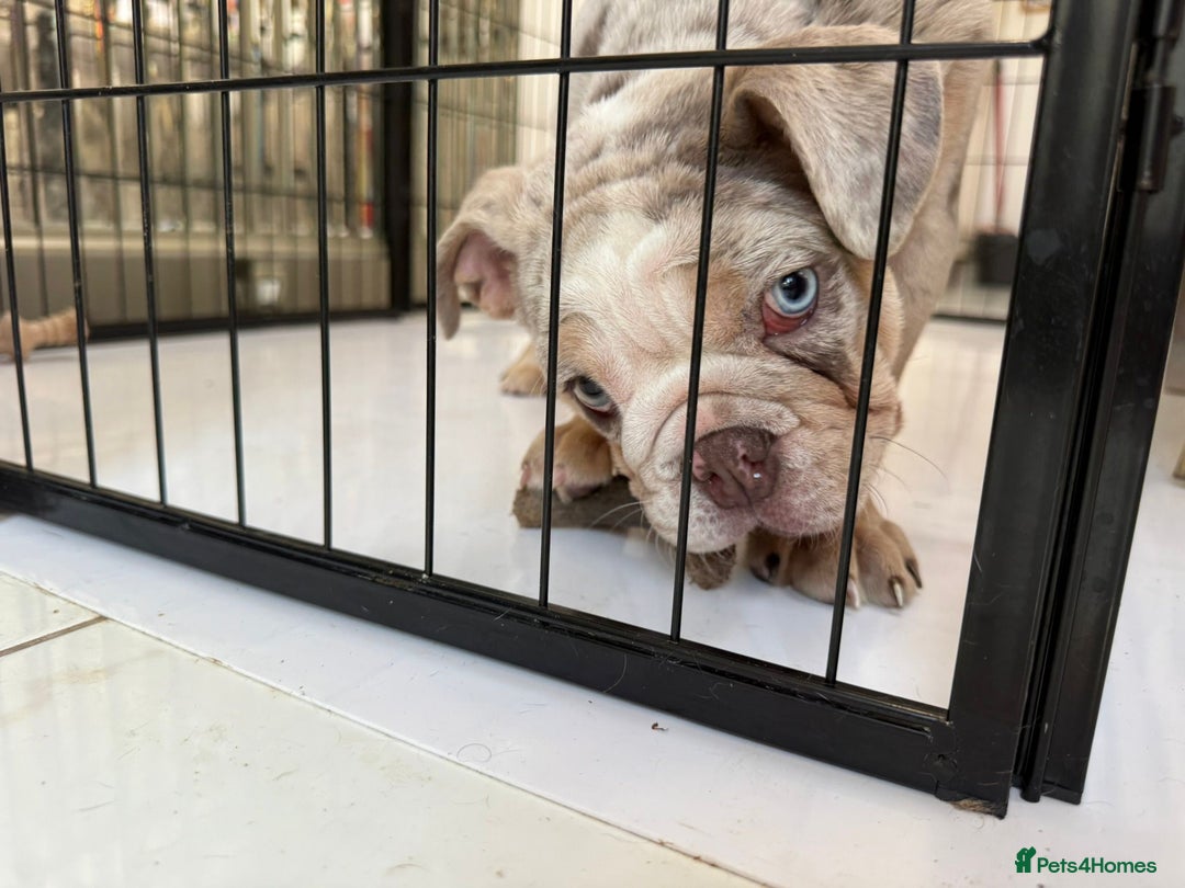 English Bulldog dogs for sale: One gorgeous female left 🐶  in Billericay - Image 9