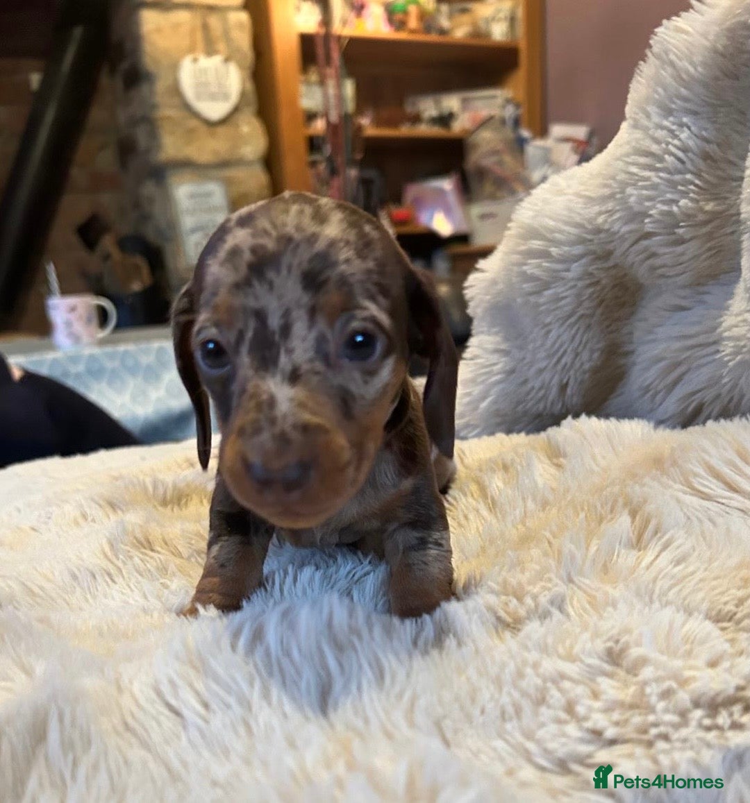 Miniature Dachshund dogs for sale: KC Miniature Dachshund Puppies  - Advert 3