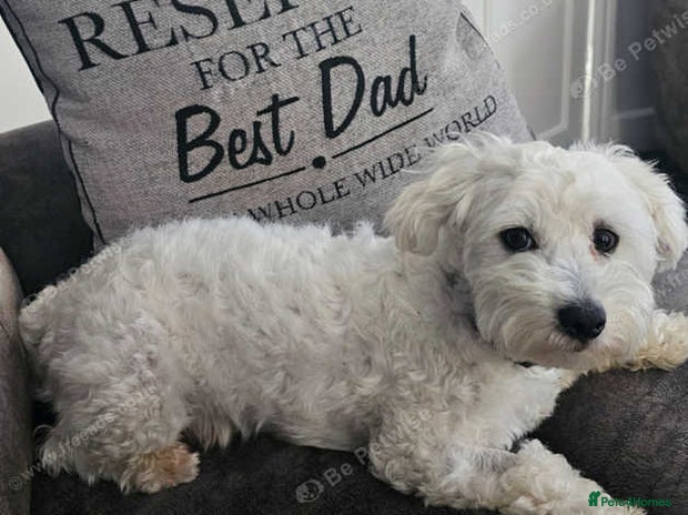 Maltipoo dogs - Advert 12