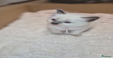 Ragdoll cats - Advert 7