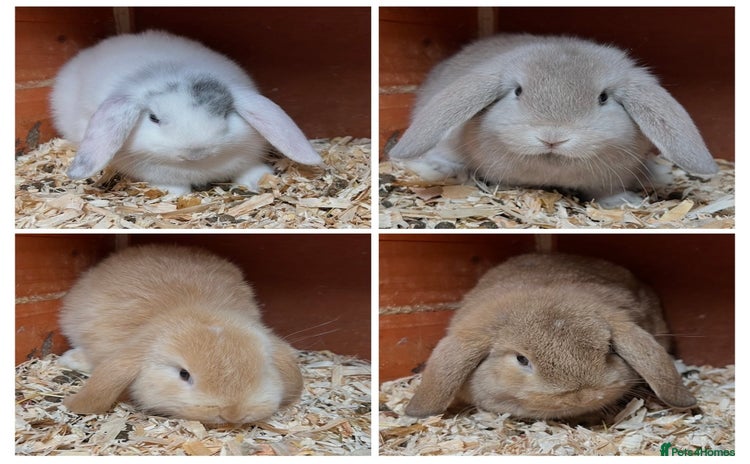 Mini Lop rabbits Gorgeous mini lops ready now! - Advert 10