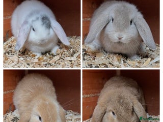 Mini Lop rabbits Gorgeous mini lops ready now! - Advert 2