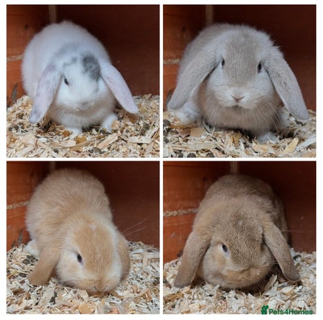 Mini Lop rabbits Gorgeous mini lops ready now! - Advert 10