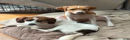 Mixed Breed dogs for adoption: Gretchen is ready to steal your heart - Advert 5