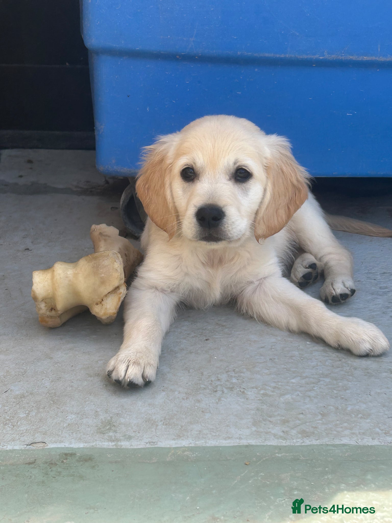 Mixed Breed dogs Dakota Sports retrievers. Mini Goldens Ready now.  - Advert 2
