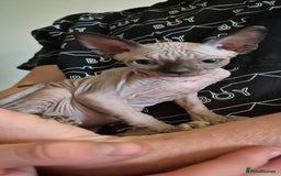 Sphynx cats for sale: Silver elf and black little babies - Image 25