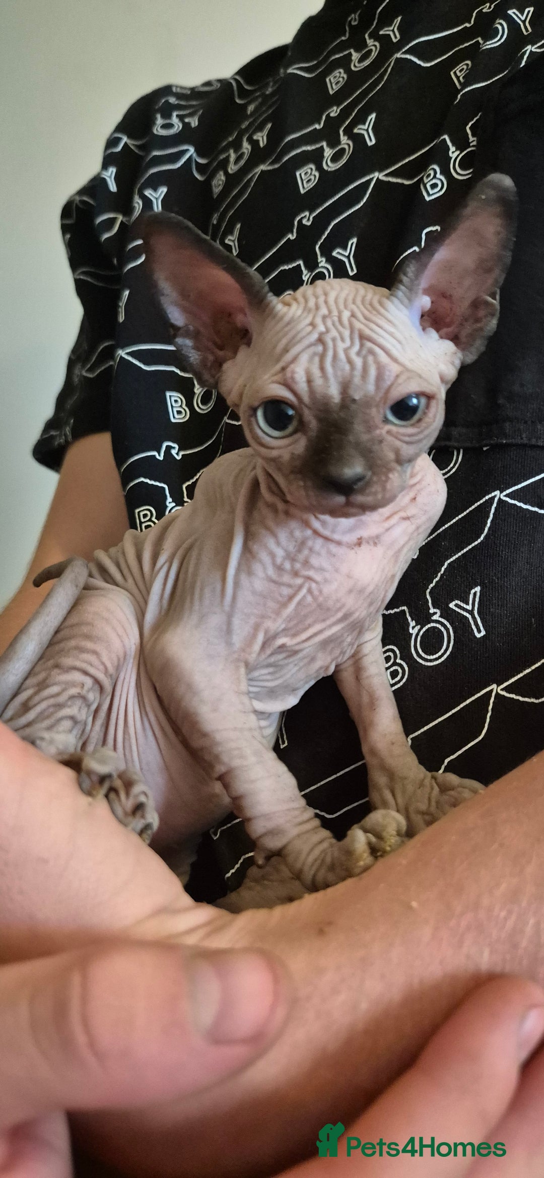 Sphynx cats for sale: Silver elf and black little babies - Image 25