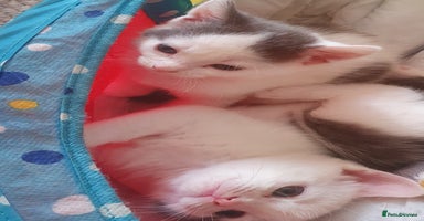 Mixed Breed cats - Advert 10