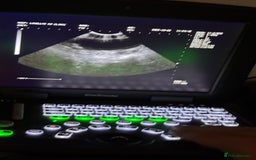 Cane Corso dogs for sale: ‼️Champion ICCF, health tested cane corso litter‼️ - Image 4