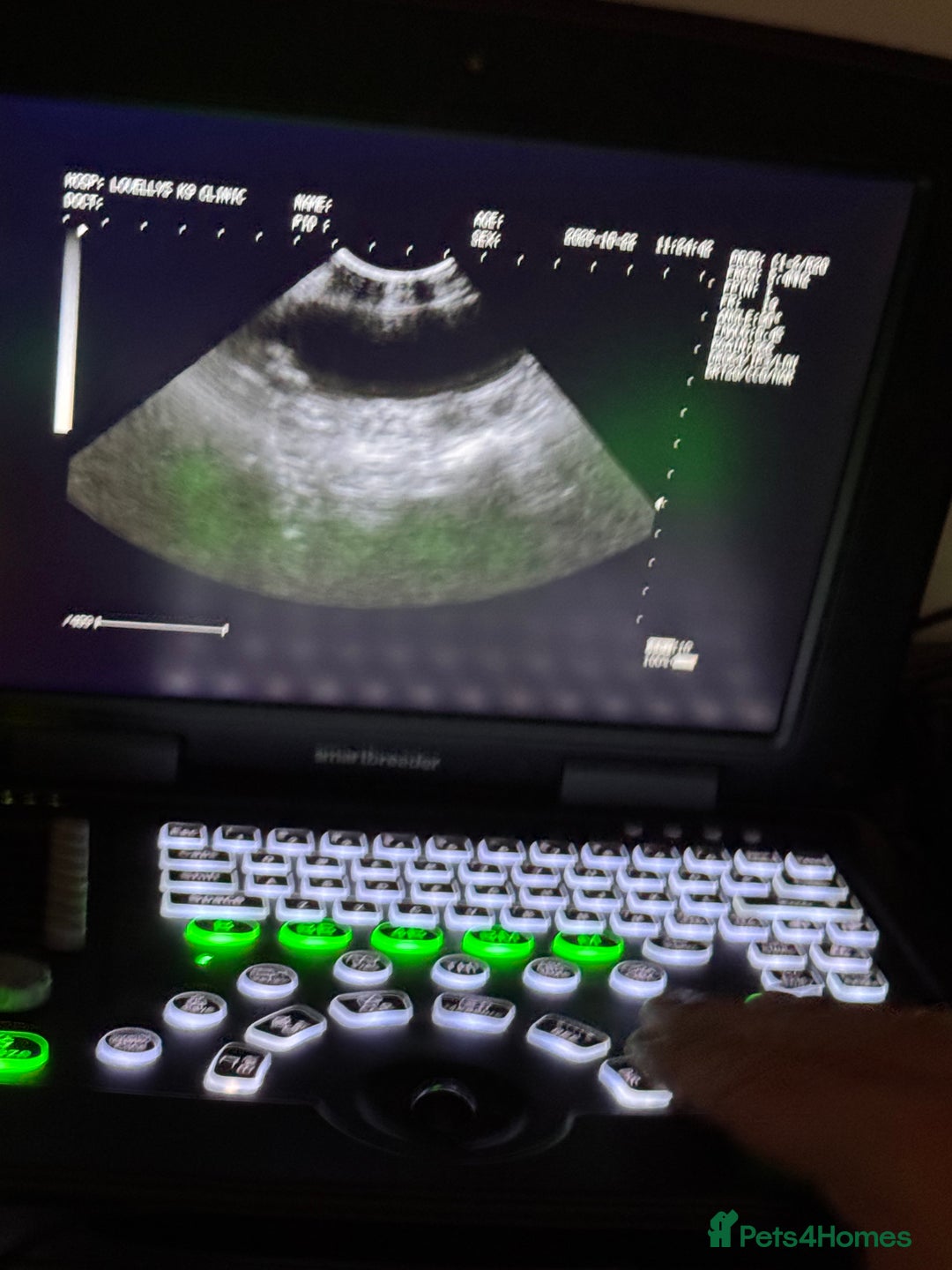 Cane Corso dogs for sale: ‼️Champion ICCF, health tested cane corso litter‼️ - Image 4