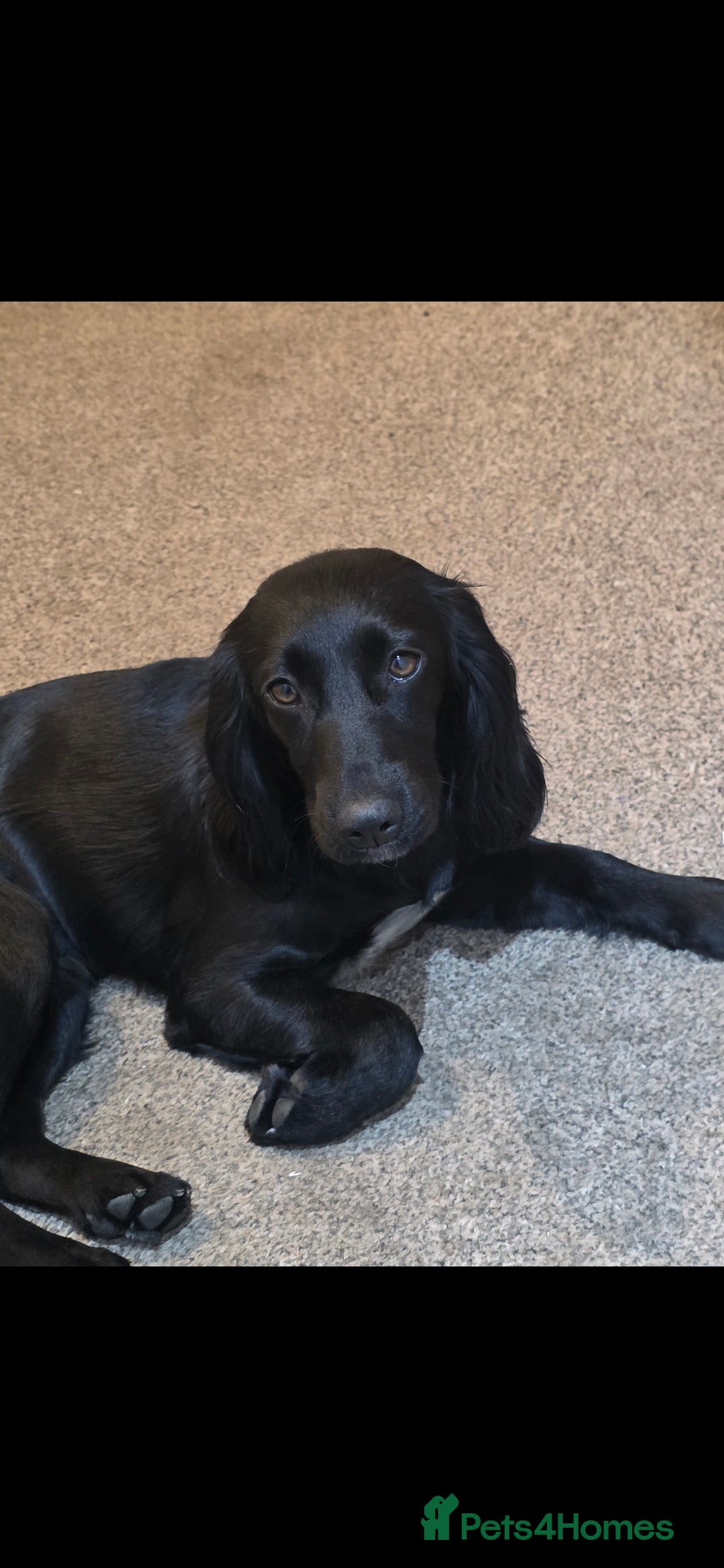 Cocker Spaniel dogs for sale: 6 cocker spaniel puppies  - Advert 2