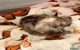 Cocker Spaniel dogs for sale: Cocker spaniel puppies - Image 9