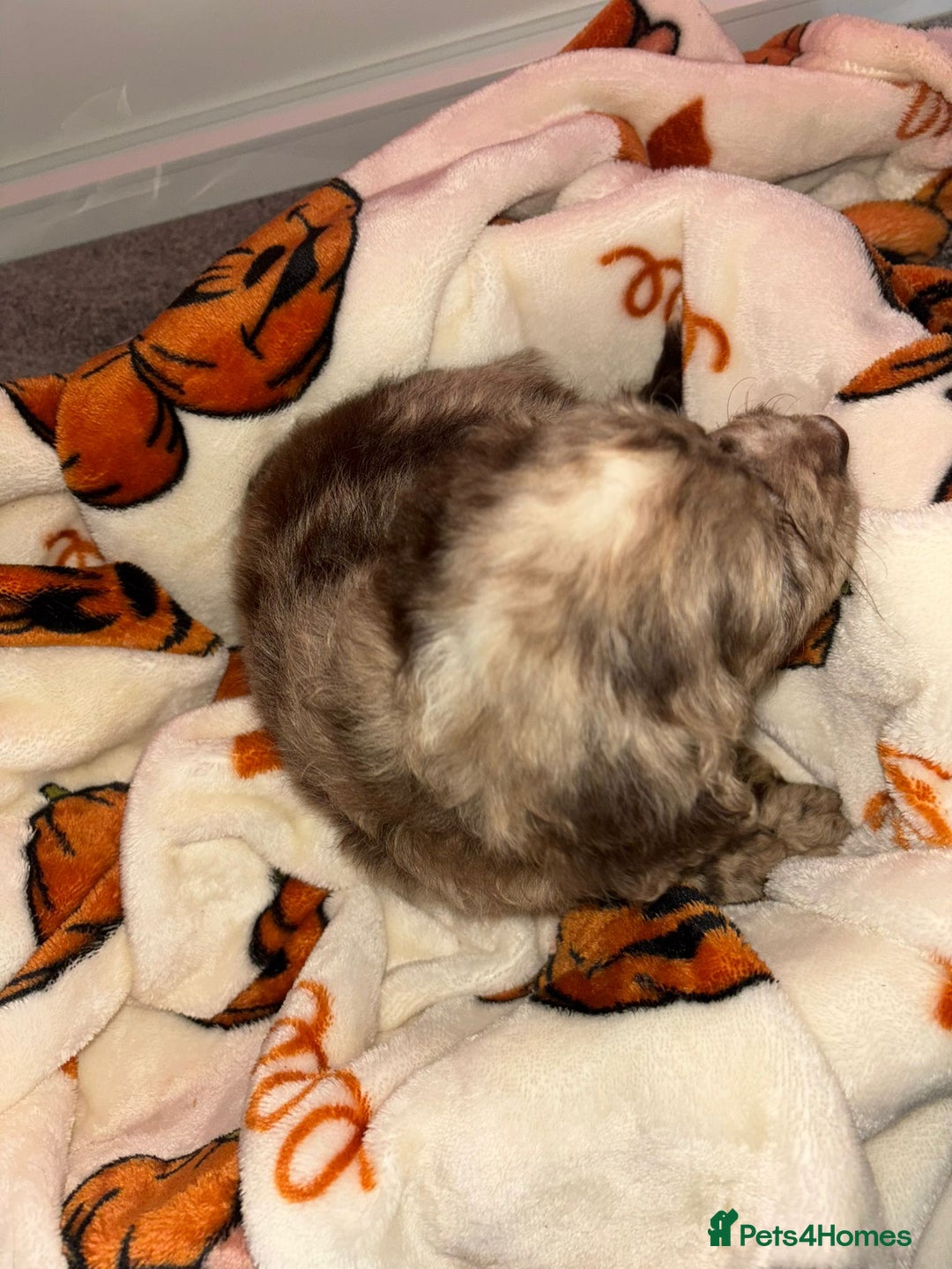 Cocker Spaniel dogs for sale: Cocker spaniel puppies - Image 9