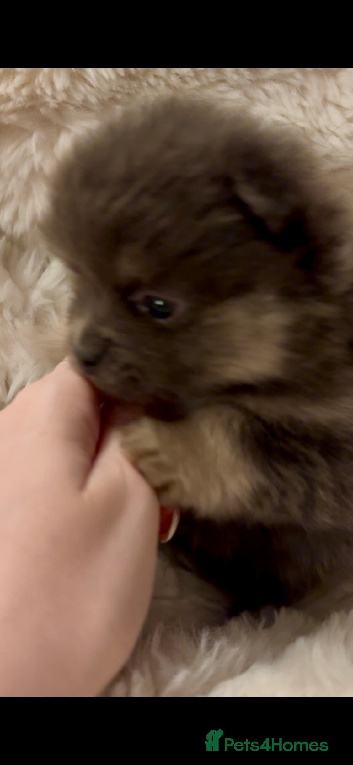 Pomeranian dogs Stunning Blue and Lilac KC Pomeranian  - Advert 9