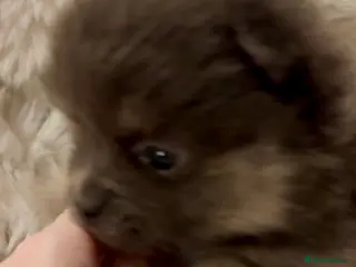 Pomeranian dogs Stunning Blue and Lilac KC Pomeranian - Advert 9