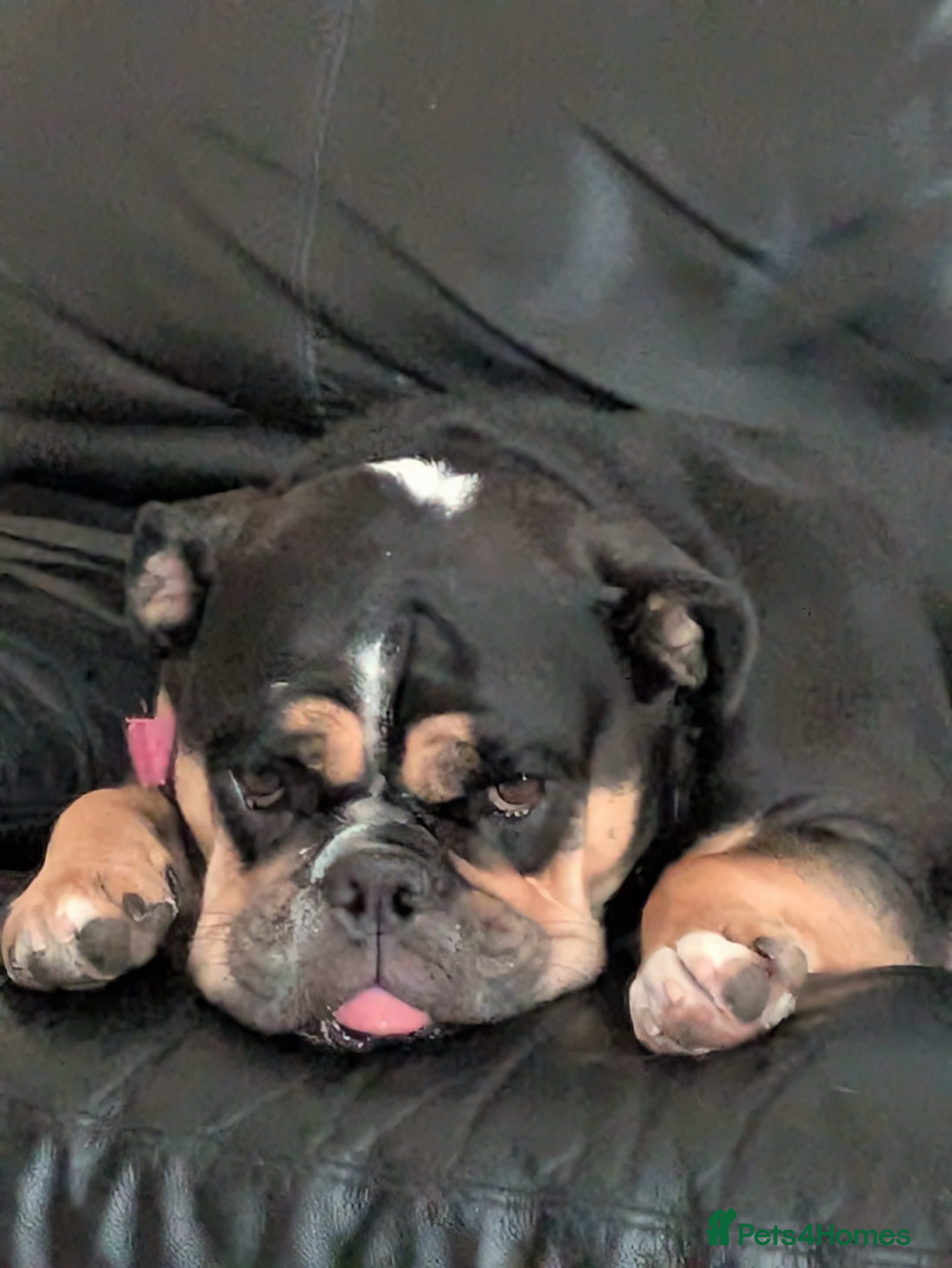 English Bulldog dogs Female English bulldog  - Advert 12