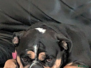 English Bulldog dogs Female English bulldog - Advert 3