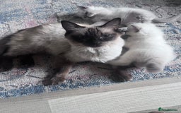 Ragdoll cats for sale: Pure breed ragdolls - Image 7