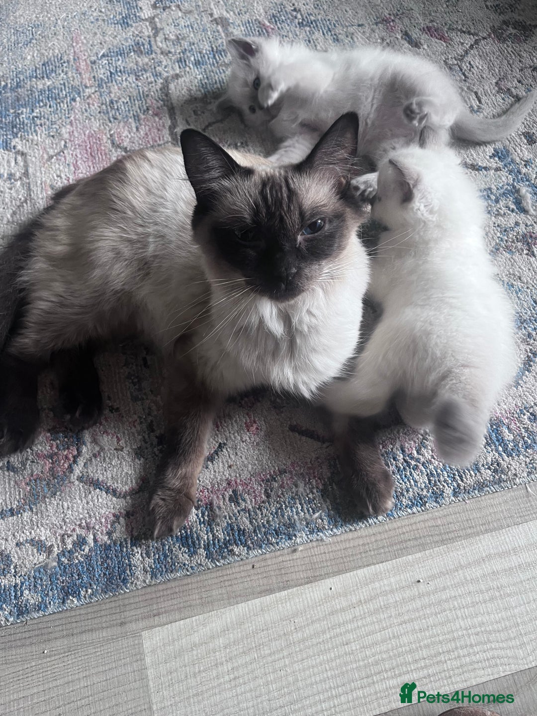 Ragdoll cats for sale: Pure breed ragdolls - Image 7